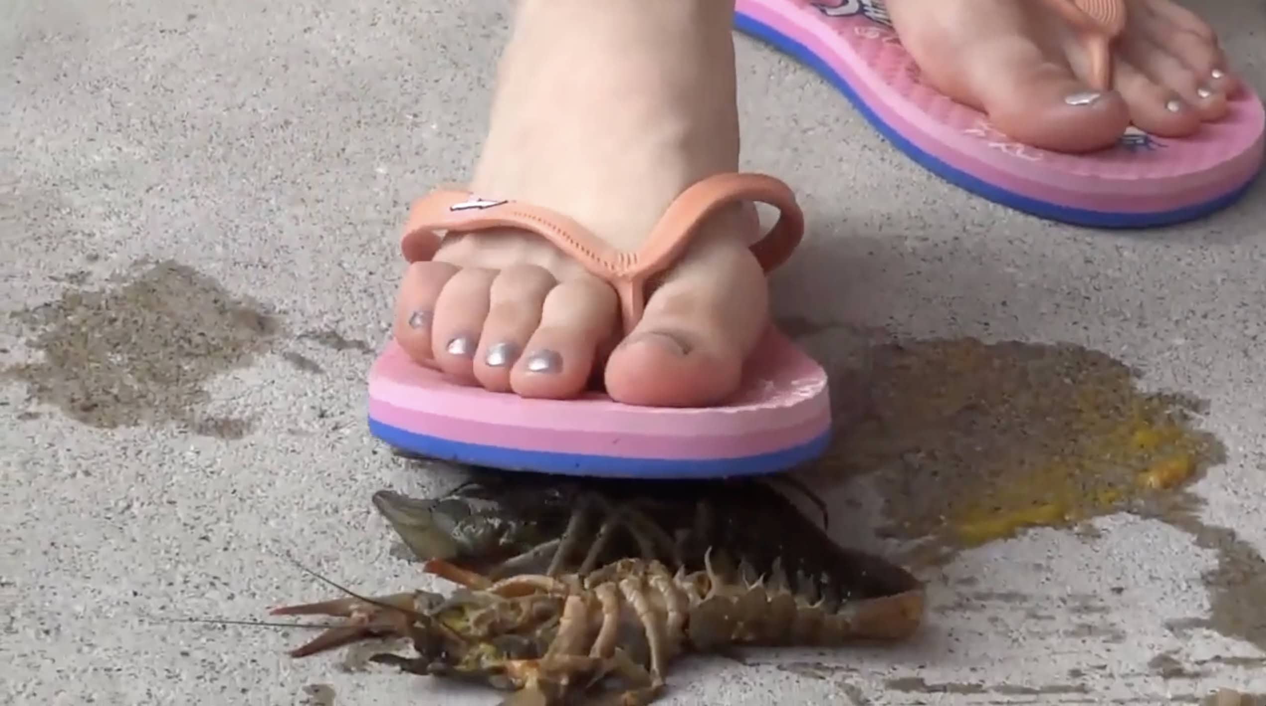 foot flip-flop over crawdads ready to crush